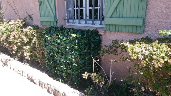 <b>DUMIS</b><br>cache clim feuillage – Image 3